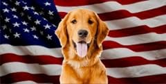 Golden retriever dog for sale  Delivered anywhere in USA 