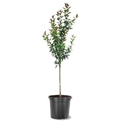 Profusion crabapple tree for sale  Delivered anywhere in USA 