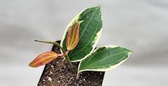 Hoya macrophylla albomarginata for sale  Delivered anywhere in USA 