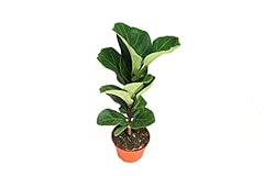Dwarf fiddle leaf for sale  Delivered anywhere in USA 