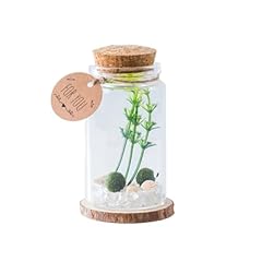 Golyuk moss balls for sale  Delivered anywhere in USA 