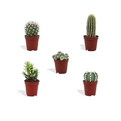 Dutchleafs mini kakteen gebraucht kaufen  Wird an jeden Ort in Deutschland