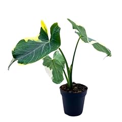 Bubbleblooms alocasia variegat for sale  Delivered anywhere in USA 