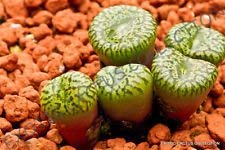 Pacchetto semi rare for sale  Delivered anywhere in UK