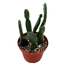 Bubbleblooms prickley pear for sale  Delivered anywhere in USA 