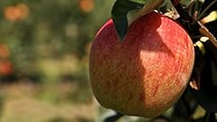 Tristar plants honeycrisp for sale  Delivered anywhere in USA 