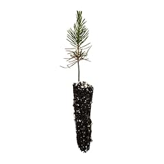Japanese black pine for sale  Delivered anywhere in USA 