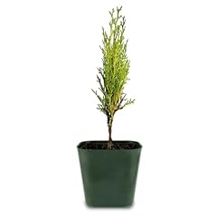 Generic evergreen italian for sale  Delivered anywhere in USA 