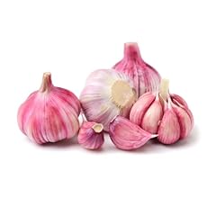 Violetter knoblauch frischer gebraucht kaufen  Wird an jeden Ort in Deutschland