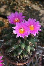 Thelocactus rinconensis ssp usato  Spedito ovunque in Italia 