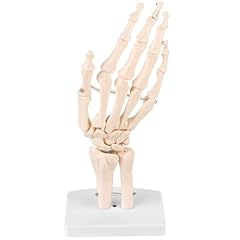 Modello scheletro della usato  Spedito ovunque in Italia 