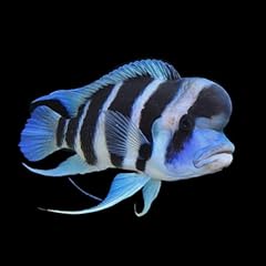 Frontosa for sale  Delivered anywhere in UK