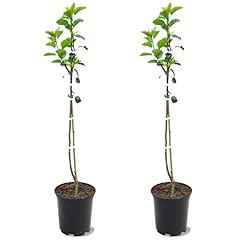 Bartlett pear tree for sale  Delivered anywhere in USA 