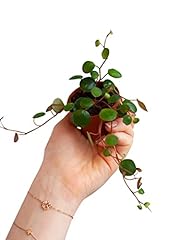 Plnts baby peperomia d'occasion  Livré partout en France