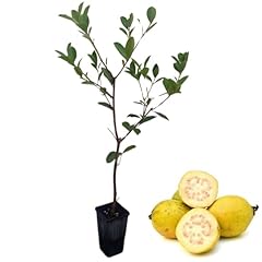 Inch pineapple guava for sale  Delivered anywhere in USA 