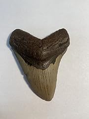 Authentic megalodon shark for sale  Delivered anywhere in USA 