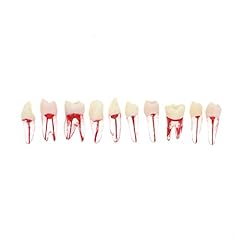 10pcs dental root for sale  Delivered anywhere in USA 