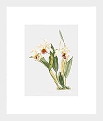Livestock cattleya rex for sale  Delivered anywhere in USA 