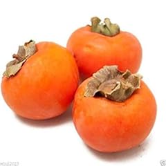 Persimmon giapponese cachi usato  Spedito ovunque in Italia 