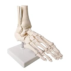 Evotech scientific human for sale  Delivered anywhere in UK