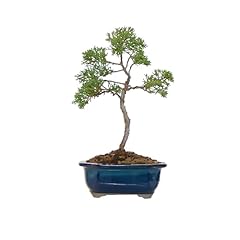 Kentis bonsai juniperus usato  Spedito ovunque in Italia 