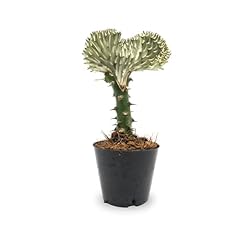 Euphorbia lactea coral for sale  Delivered anywhere in UK