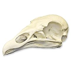 Turkey vulture skull for sale  Delivered anywhere in USA 