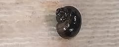 Live freshwater purple for sale  Delivered anywhere in USA 