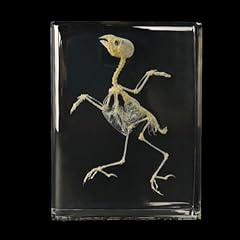 Ofdwffym real animal for sale  Delivered anywhere in USA 