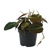 Philodendron micans 15cm gebraucht kaufen  Wird an jeden Ort in Deutschland