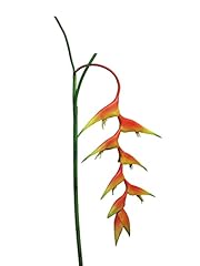 Artplants dekoblume heliconia gebraucht kaufen  Wird an jeden Ort in Deutschland