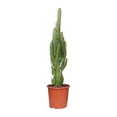 Euphorbia trigona euphorbia usato  Spedito ovunque in Italia 