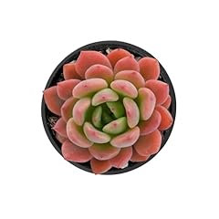 Rare succulent echeveria for sale  Delivered anywhere in USA 