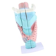 Tenlacum larynx humain d'occasion  Livré partout en France