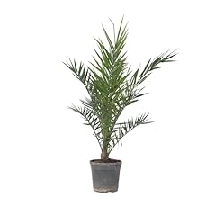 Plant box phoenix gebraucht kaufen  Wird an jeden Ort in Deutschland