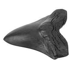 Amosfun fossile megalodonte usato  Spedito ovunque in Italia 