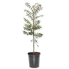 Chinese pistache deciduous for sale  Delivered anywhere in USA 