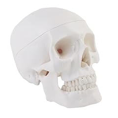 Erwey cranio anatomico usato  Spedito ovunque in Italia 