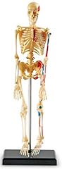 Learning resources skeleton for sale  Delivered anywhere in USA 