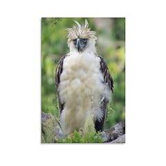 Beautiful philippine eagle for sale  Delivered anywhere in USA 