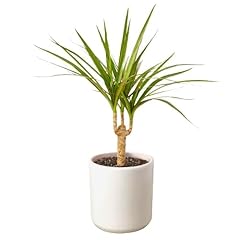 Generic dracaena marginata for sale  Delivered anywhere in USA 