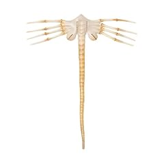 Maschera alien facehugger usato  Spedito ovunque in Italia 