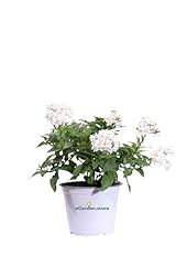 Pianta solanum jasminoides usato  Spedito ovunque in Italia 