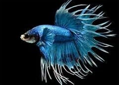 Live crowntail betta for sale  Delivered anywhere in USA 