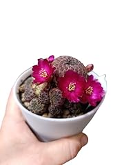 Sulcorebutia rauschii violacid usato  Spedito ovunque in Italia 