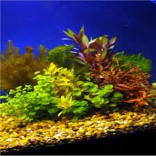 Canton aquatics assorted for sale  Delivered anywhere in USA 