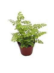 Live maidenhair fern for sale  Delivered anywhere in USA 
