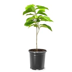 Paw paw tree for sale  Delivered anywhere in USA 