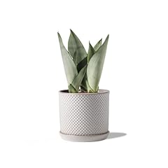 Chubacoo inch plant for sale  Delivered anywhere in USA 