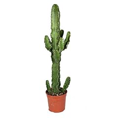Cactus pianta grassa usato  Spedito ovunque in Italia 